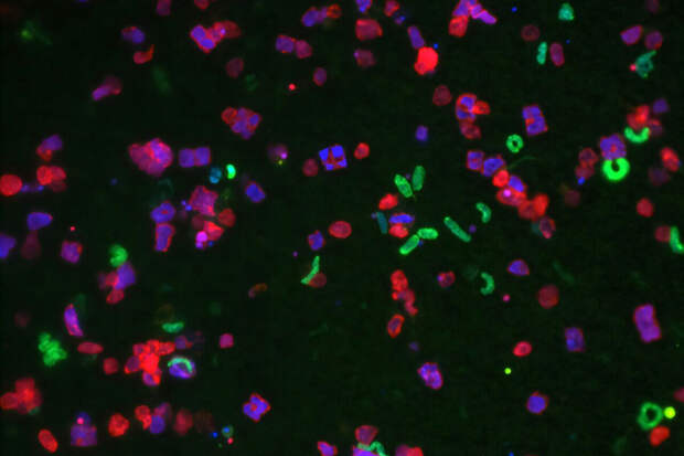 Conversation: найдено объяснение тому, как на Земле могли появиться сложные клетки