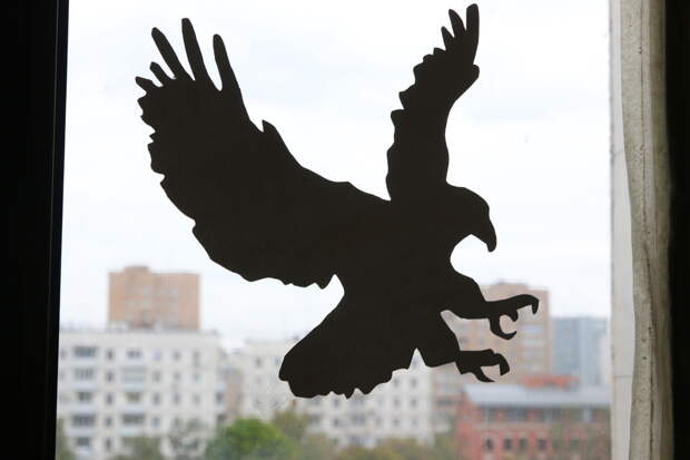 Ученый предупредил о «военной» угрозе для российских птиц