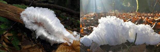 4. Тайна "снежных волос", грибницы, вырастающей на мёртвых деревьях, наконец раскрыта интересные факты, наука, новости