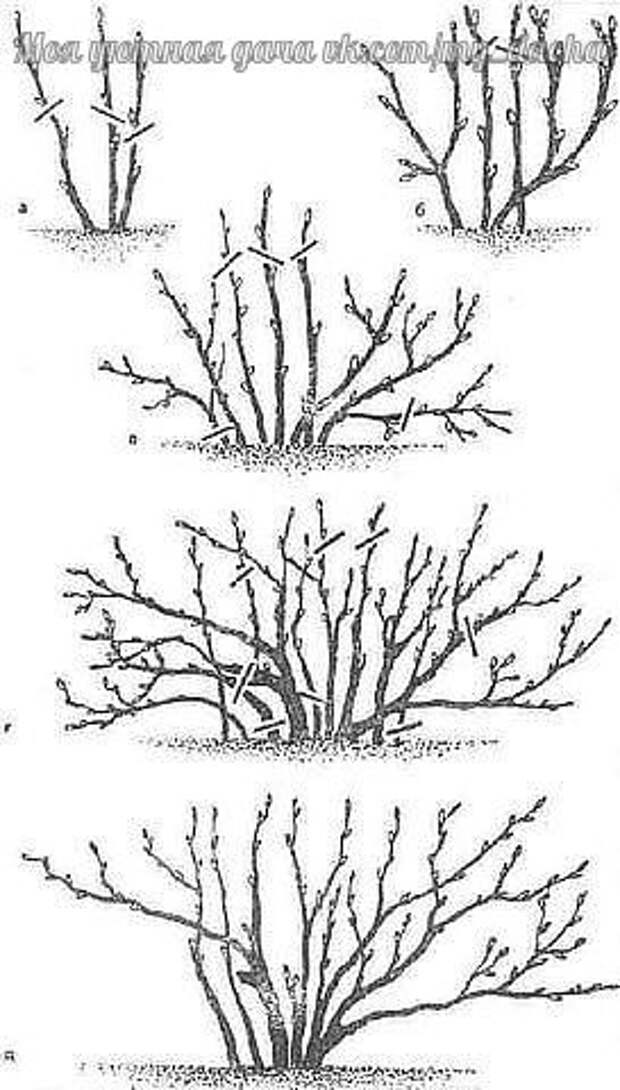 Обрезка смородины осенью для начинающих в картинках. Схема обрезания смородины. Схема обрезки смородины осенью. Обрезка чубушника осенью схема. Схема куста смородины.