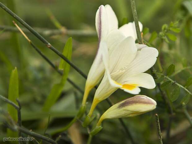 Фрезия (Freesia)