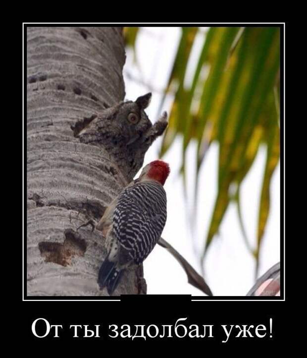 Демотиваторы на субботу (30 фото)