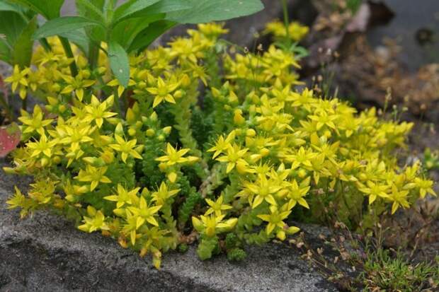Очиток, или седум (Sedum)