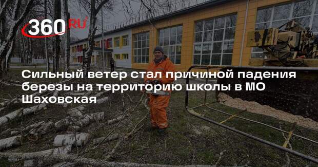 Сильный ветер стал причиной падения березы на территорию школы в МО Шаховская