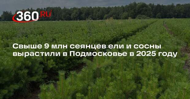 Свыше 9 млн сеянцев ели и сосны вырастили в Подмосковье в 2025 году
