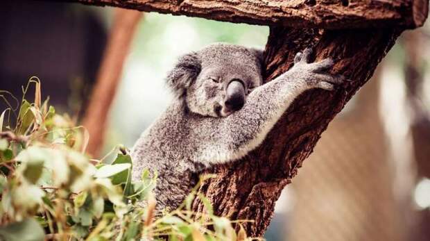 Деревья для коалы становятся холодильниками