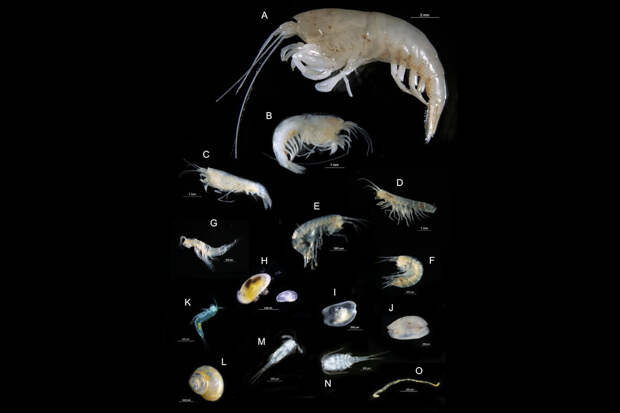 NatBio: слизь ракообразных ускоряет заживление ран кишечника