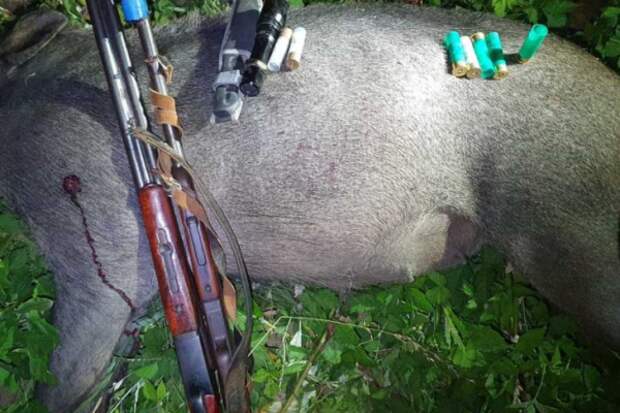В Крыму поймали браконьеров, застреливших кабана