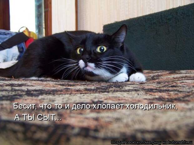 Котоматрица: Бесит, что то и дело хлопает холодильник,  А ТЫ СЫТ...