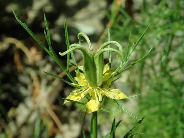 Нигелла восточная (Nigella orientalis)