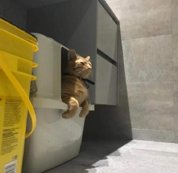 Несколько веселых котов в необычных местах или одежде: фото, которыми поделились их владельцы