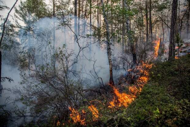 Лесной пожар / Фото: МЧС
