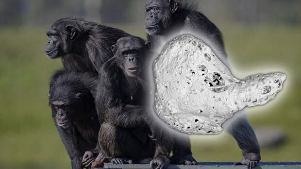 У шимпанзе в соматических клетках 48. Сердце шимпанзе. Шимпанзе с кубиками. Sergio Bustamante шимпанзе с сердцем.
