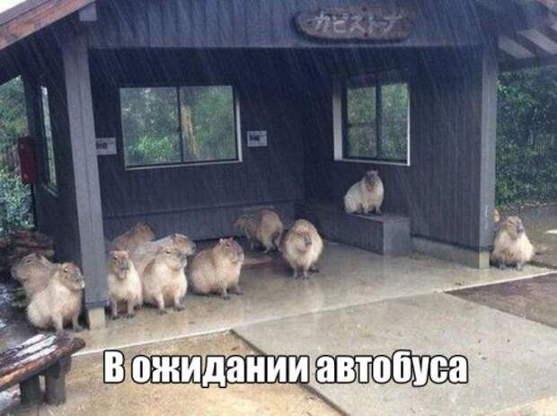 Свежие прикольные картинки (48 шт)