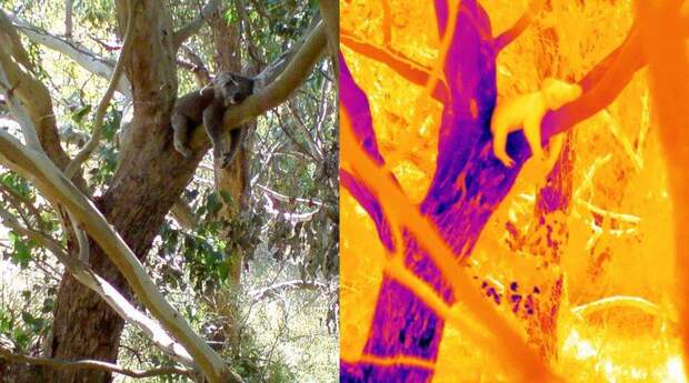 Как коалы выживают при температурах выше 30°С