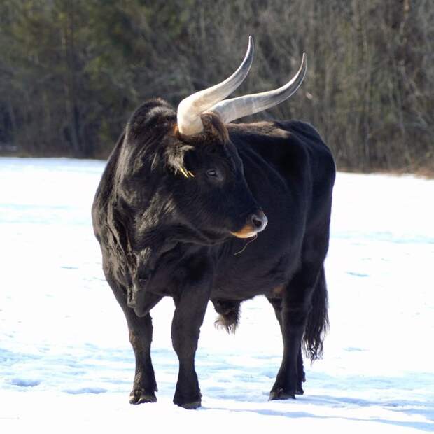 Бык Хека: Нацистские эксперименты по восстановлению диких коров. Что из этого вышло?