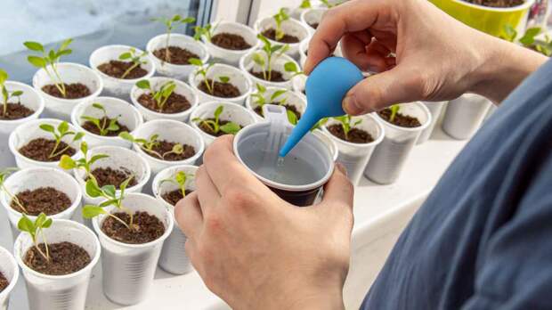 Как не загубить рассаду