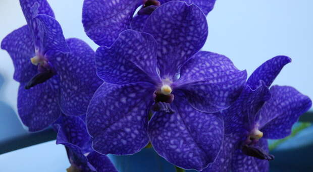 Орхидеи орхидеи, природа, растения, тропики, факты, цветы