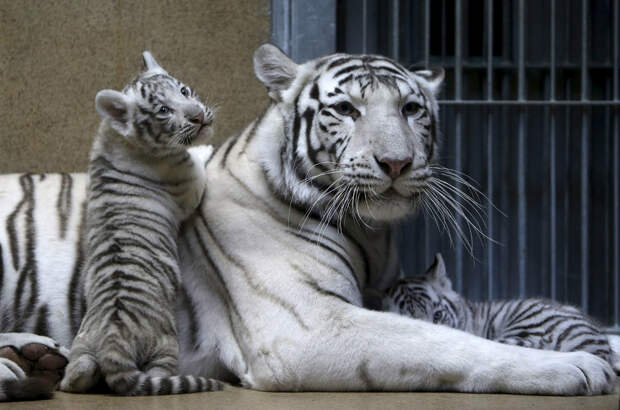 Семья индийских белых тигров в зоопарке, Чехия