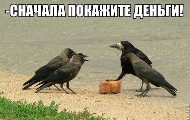 Смешные картинки с надписями прикол, юмор