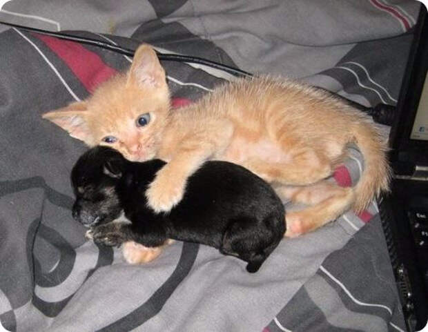 What-is-the-difference-between-a-cat-and-a-dog3 (500x388, 137Kb)