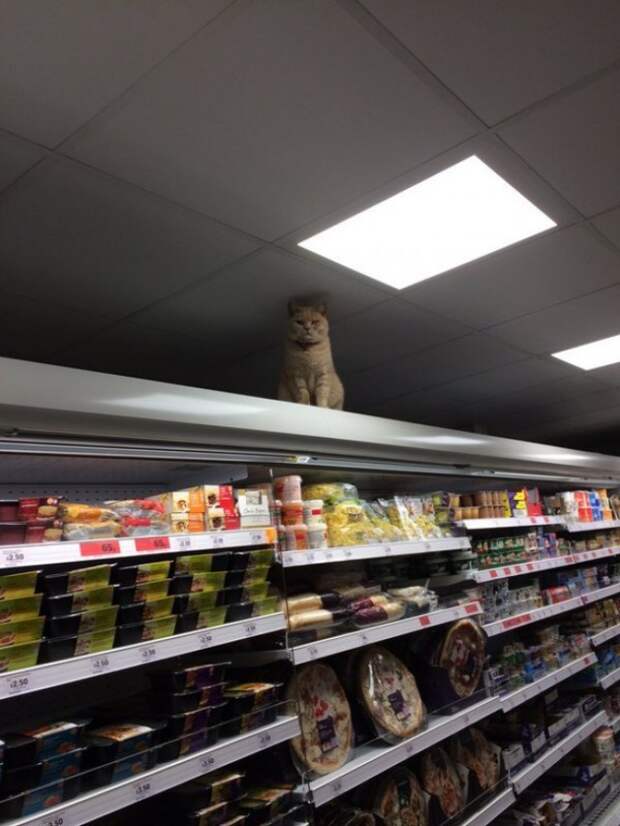 Сколько бы ни пытались этого кота выставить за дверь, он снова оказывается в магазине  кот, магазин, прикол, юмор