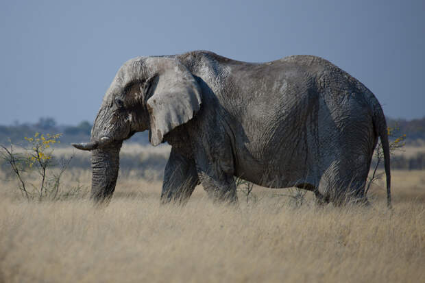 Слонихи затоптали охотившегося на антилоп миллионера