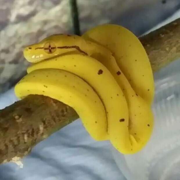 31. Связка бананов