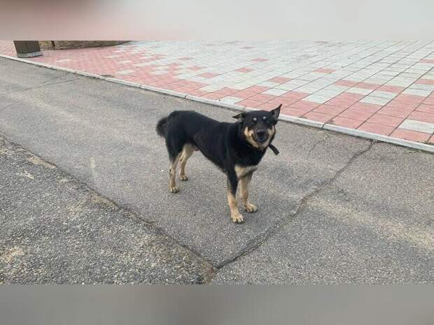 Шесть собак отловили вчера в Чите