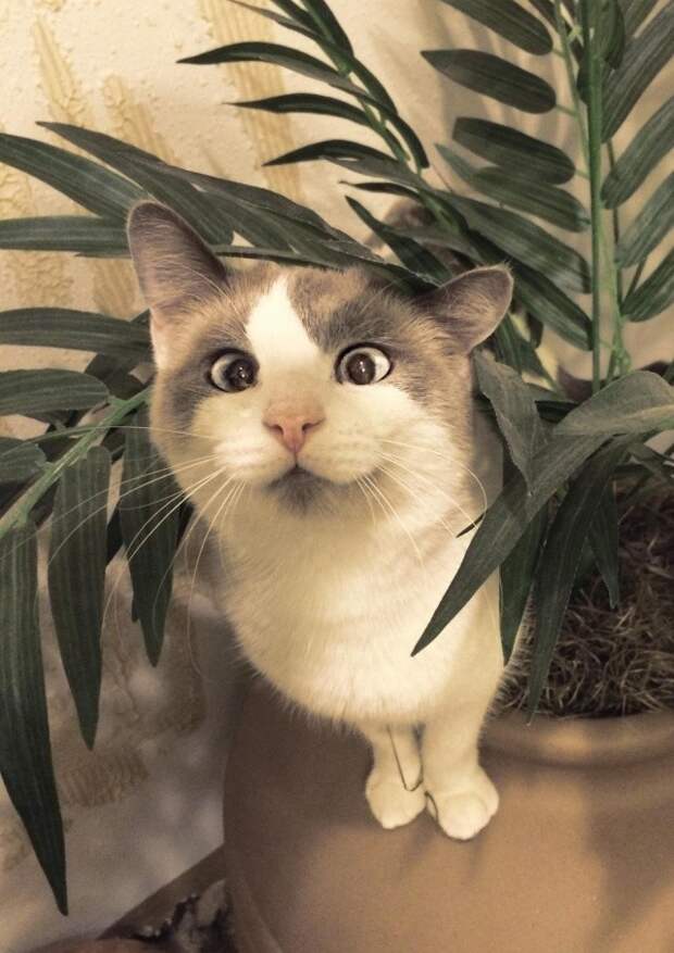 Милейшие коты с глазками "вразбег", чей изъян делает их уникальными котики, коты, милота., фото
