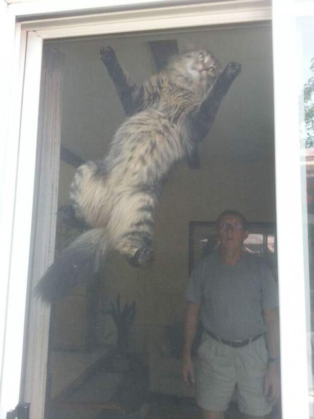 Кошки, в которых вселился Сатана
