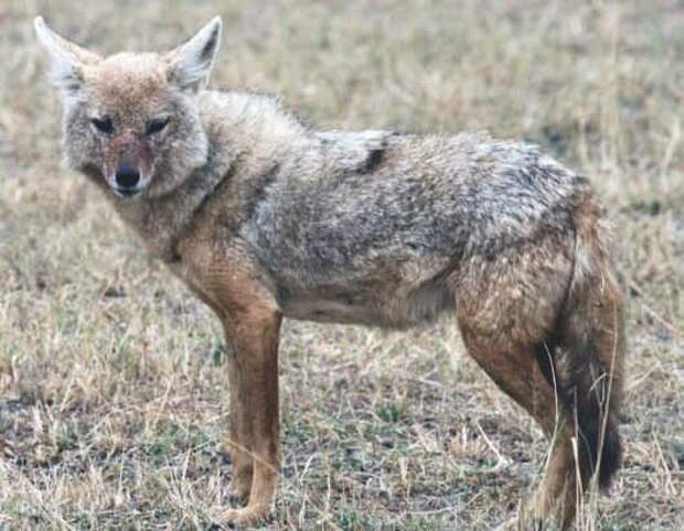 Африканский золотой волк (Canis anthus)