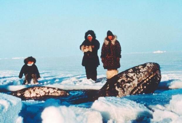 Местные жители с одним из китов.  / betterlivingthroughbeowulf.com