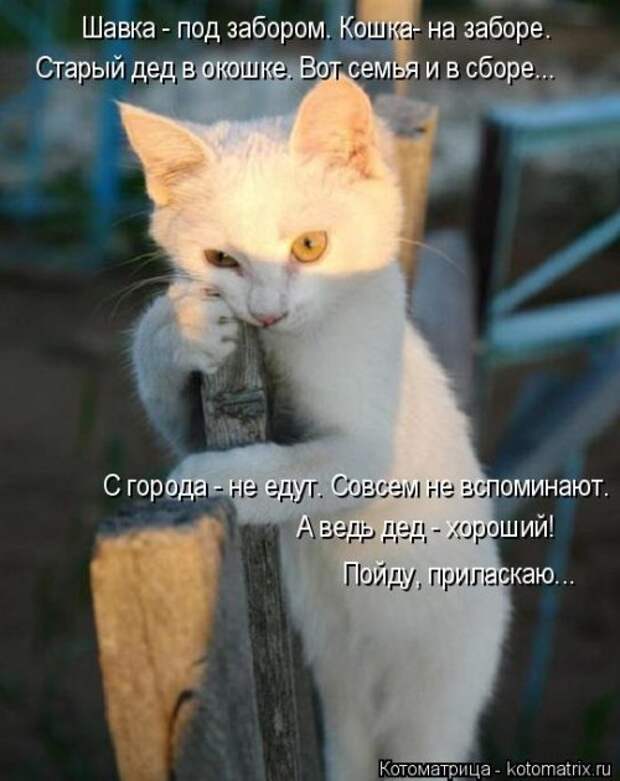 Лучшая котоматрица за неделю (32 фото)