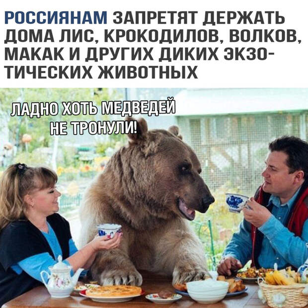 Медведи Медведи