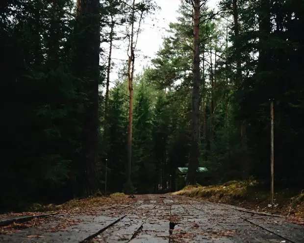 В Курганской области серый лесоруб уничтожил берёзы на 460 тысяч