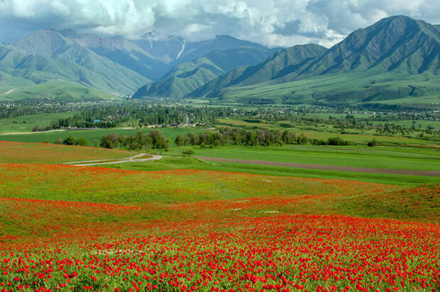 6. В Кыргызстане распространено около 70 видов этого цветка art, Кыргызстан, пейзаж, ссср, факты