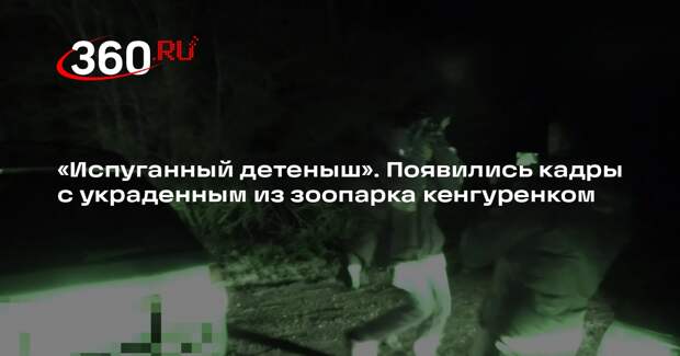 МВД опубликовало видеоролик с похищенным из калужского зоопарка кенгуру