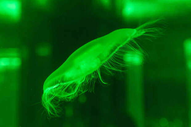 Глубоко в океане учёные обнаружены существа, ранее неизвестные науке