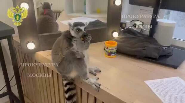 Кошачьего лемура спасли от трудового рабства в московском антикафе