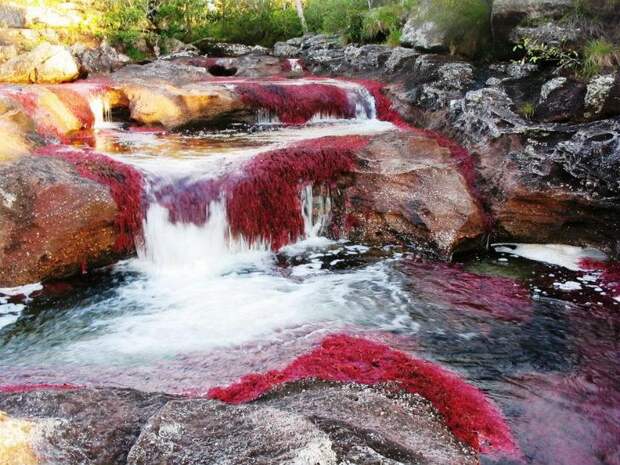 Каньо-Кристалес — самая красивая река на Земле Каньо-Кристалес — самая красивая река на Земле