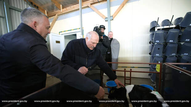 Лукашенко пообещал отправить министра в штурмовики из-за проблем с телятами