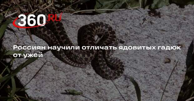 Ученый Дунаев: ужа можно отличить от гадюки по голове с желтыми пятнами