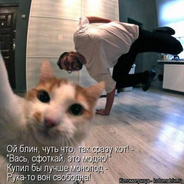 Лучшая котоматрица за неделю (32 фото)