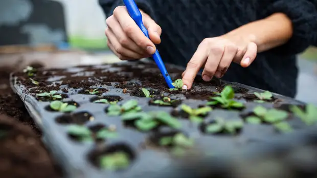 Биолог Михасёнок рассказала, какие овощи можно вырастить в домашних условиях
