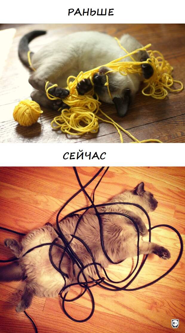 коты
