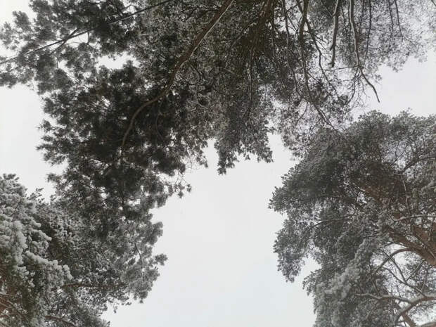 В выходные в Архангельской области потеплеет и пойдет снег