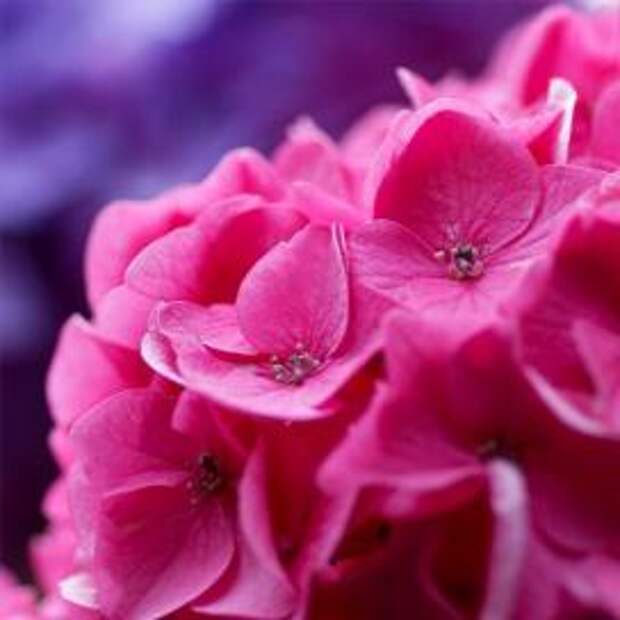Гортензия крупнолистная (Hydrangea macrophylla)