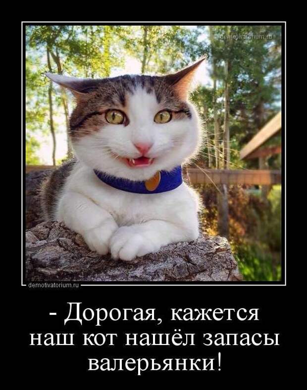 Демотиваторы. Подборка chert-poberi-chert-poberi-44430407032020-8 картинка chert-poberi-44430407032020-8