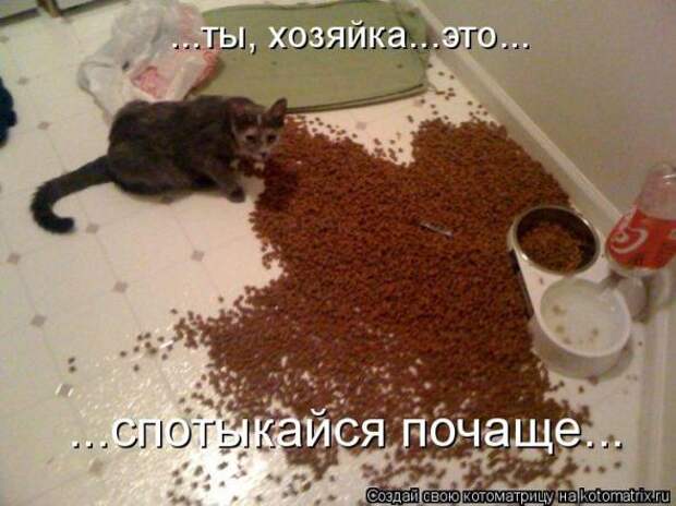 Котоматрица